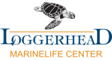 loggerhead marinelife center